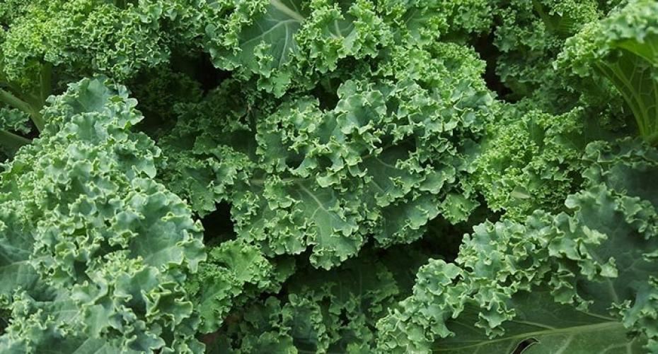 How To Sow Kale For A Crop Over Winter