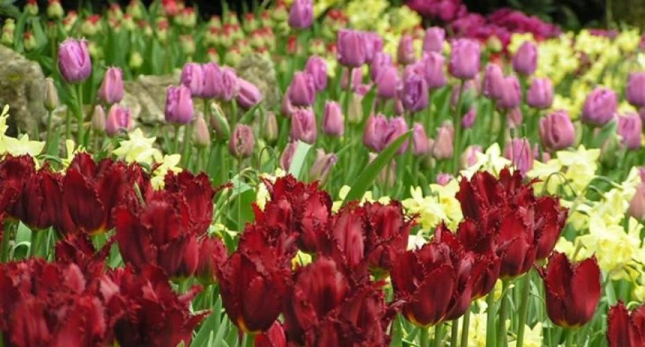 How To Grow Tempting Tulips