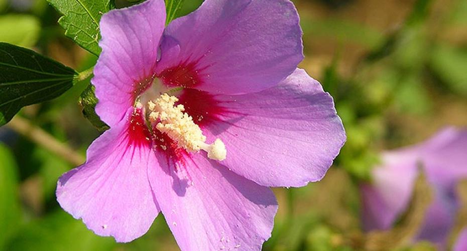 How To Grow Lovely Lavatera