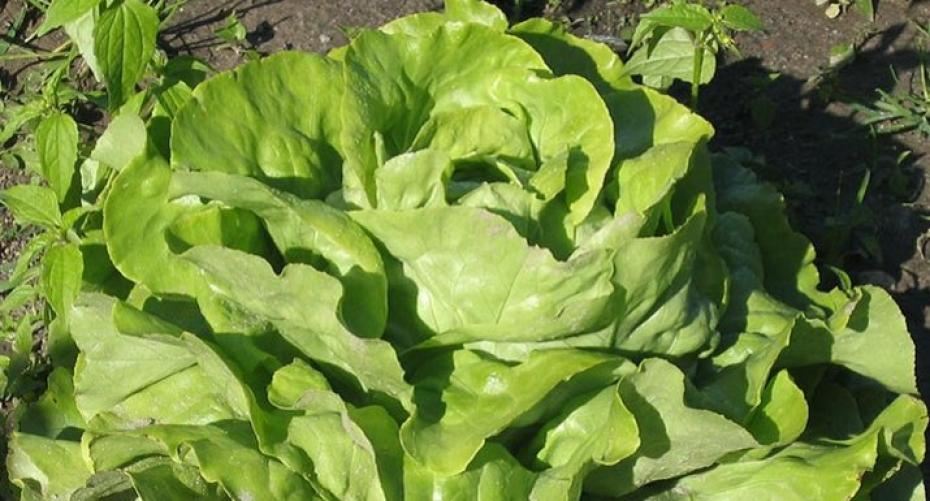 How To Sow Lettuce Seed In The Ground And In Containers
