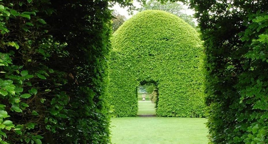 Best Plants For Hedges