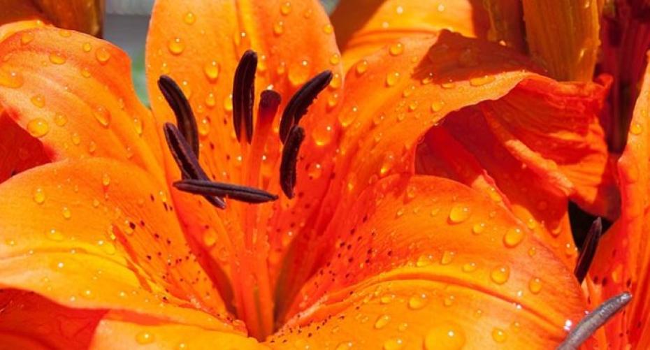 How To Plant Lily Bulbs