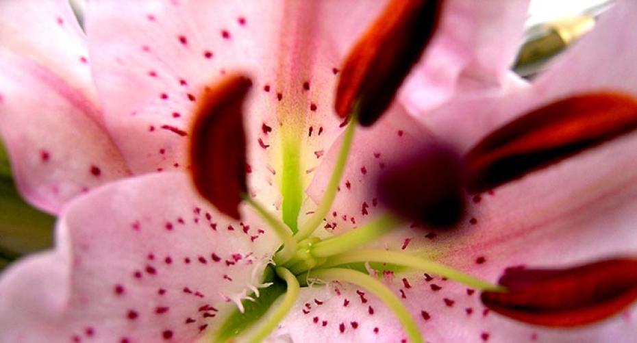 How To Grow Luscious Lilies