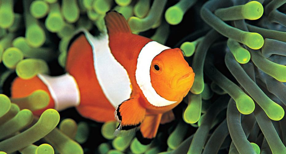 How To Look After Clownfish