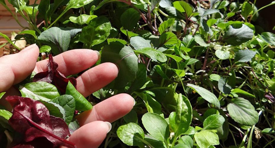 How To Grow Magnificent Micro-Herbs