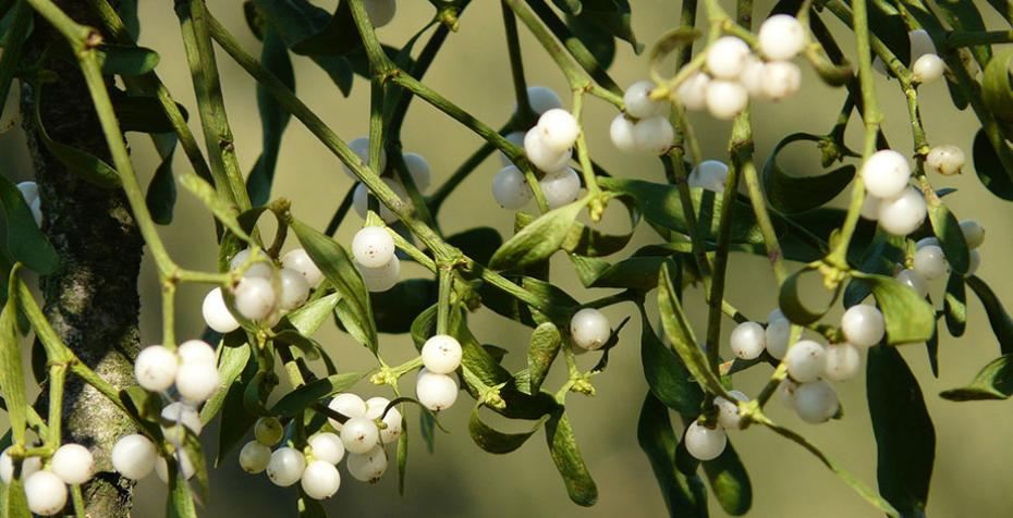 Why do we have mistletoe at Christmas?