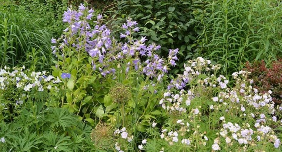 How To Grow A Garden Full Of Carefree Campanulas