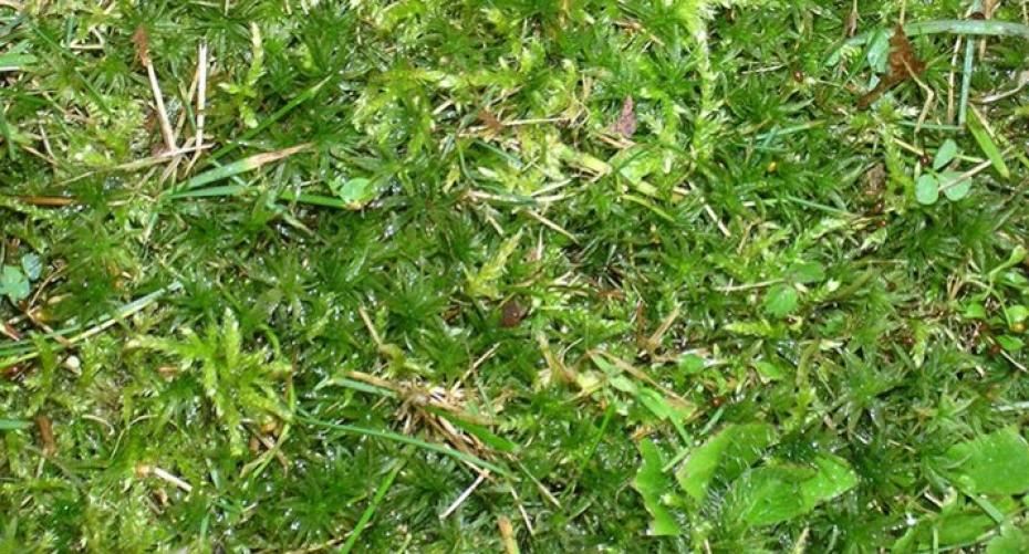 How To Get Rid Of Moss From The Lawn