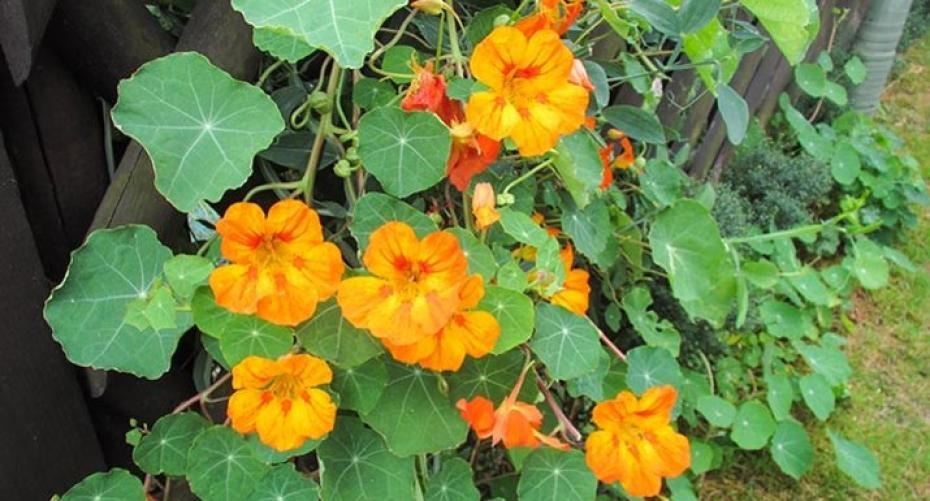 How To Sow Nasturtiums As A Salad Crop And A Companion Plant