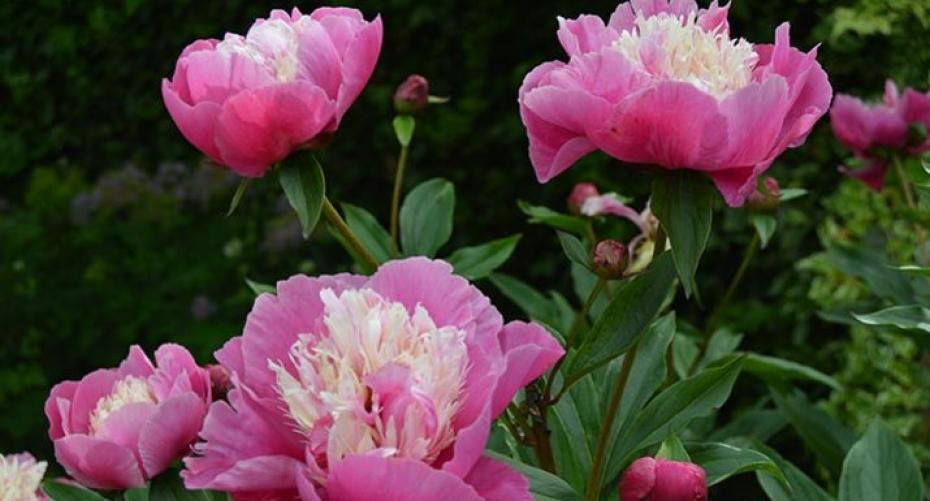 How To Grow A Profusion Of Paeonies