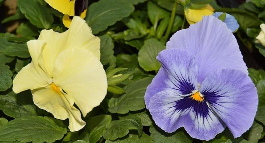 How To Sow Pansies In Autumn To Flower In Spring