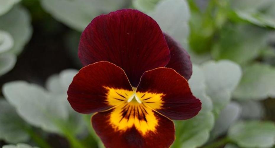 How To Grow Bedding Pansies And Violas