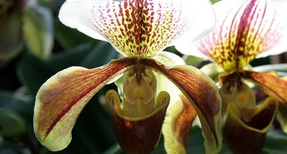 How To Look After A Paphiopedilum (Slipper Orchid)