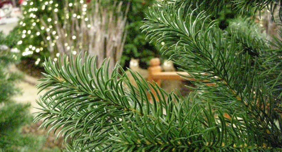 Best Artificial PE Christmas Trees