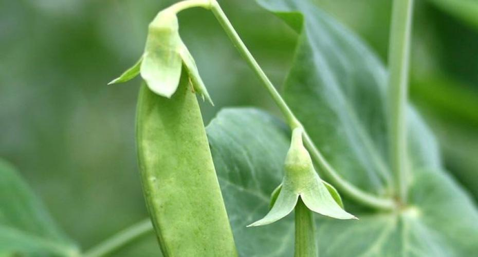 How To Sow Peas And Broad Beans In The Garden