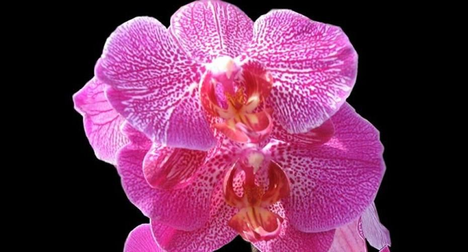 How To Feed And Water A Phalaenopsis (Moth Orchid)