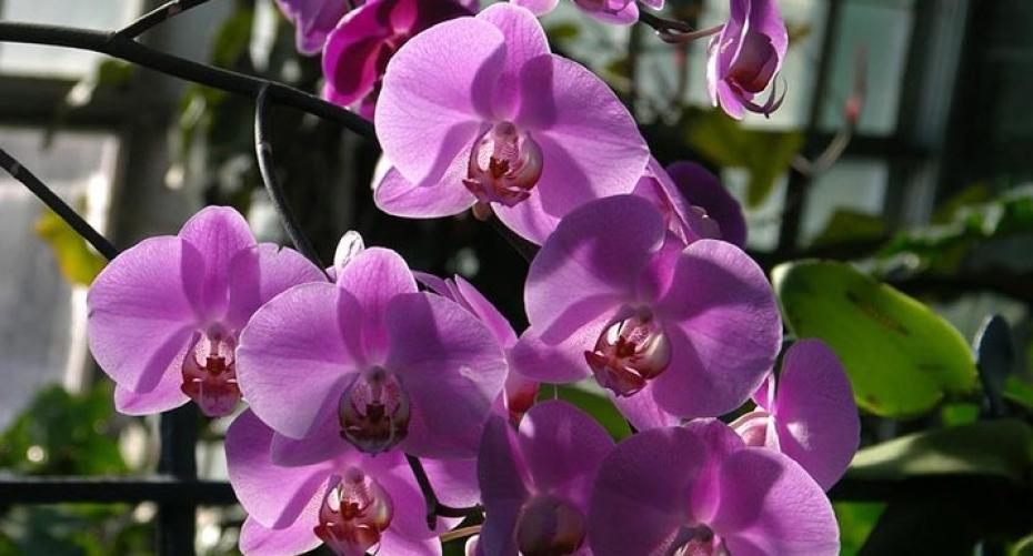 How Do I Care For My Phalaenopsis (Moth Orchid)?