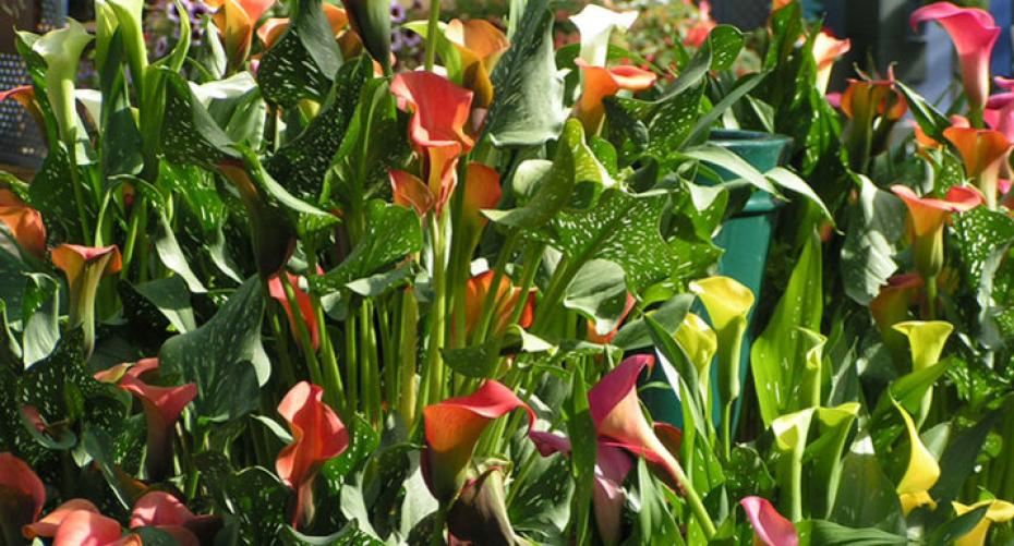 How to grow calla lilies