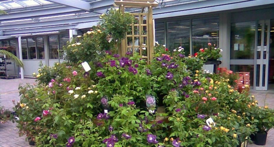 Best Tips For Buying Garden Plants