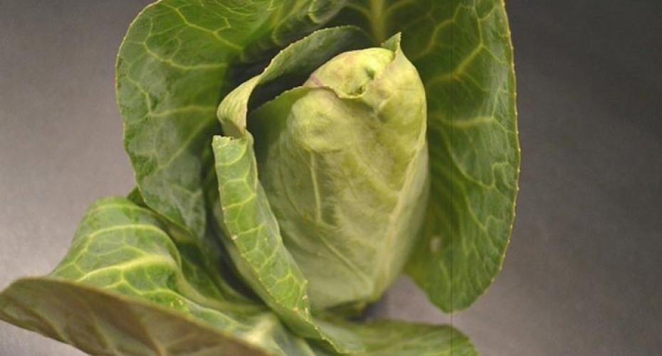 How To Sow Spring Cabbage Seed