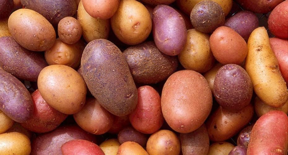 Best Potato Varieties To Grow In The Vegetable Garden