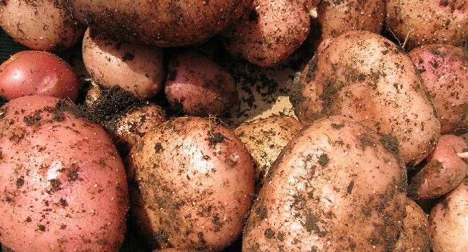 When is the best time to plant my potatoes?