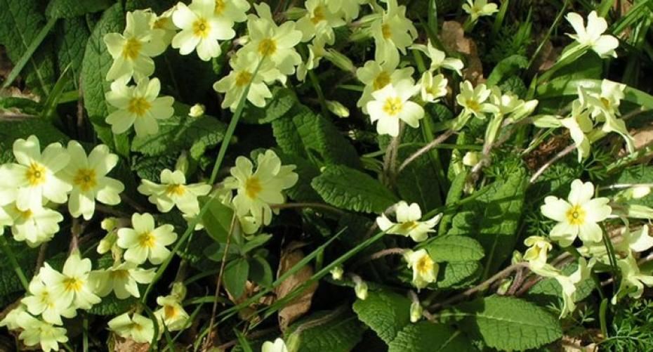 How To Grow Perfect Primroses