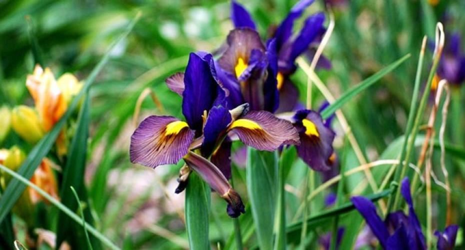 How To Grow Irresistible Iris
