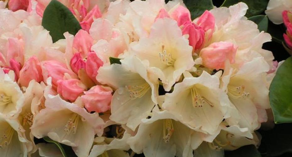 Best shrubs to give you spring colour in your garden