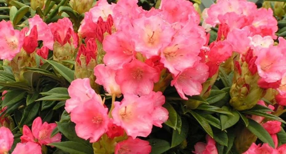 Tips for growing Azaleas, Rhododendrons and Camellias