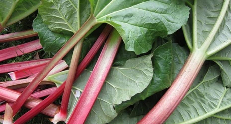 How To Grow Remarkable Rhubarb