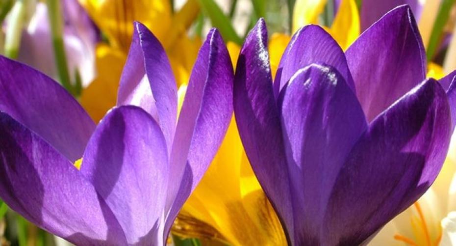 How To Choose Plants And Bulbs To Give You Spring Colour In The Rockery