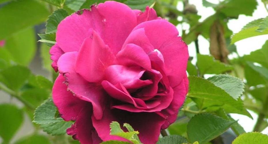Best Tips For Growing Roses