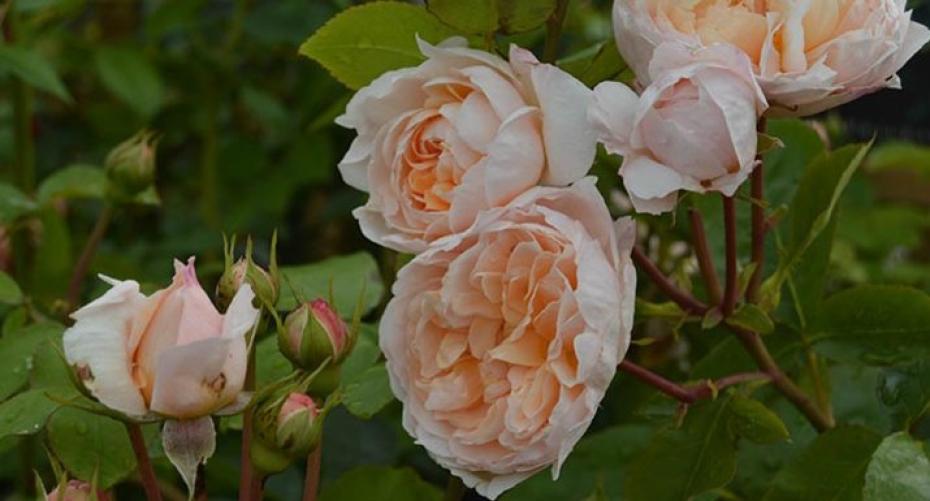 How To Prune A Standard Rose