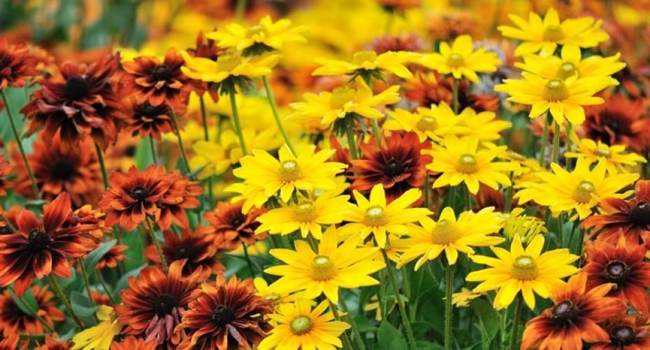 Best Plants For Summer Colour