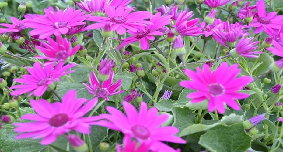 How To Grow Scorching Senettis For A Hot Display Over Summer
