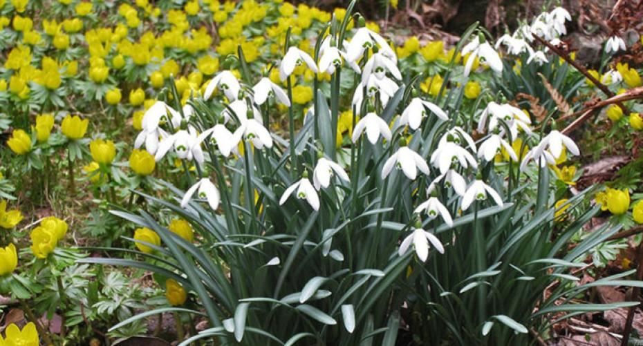 Use spring bulbs to add colour underneath deciduous trees and shrubs