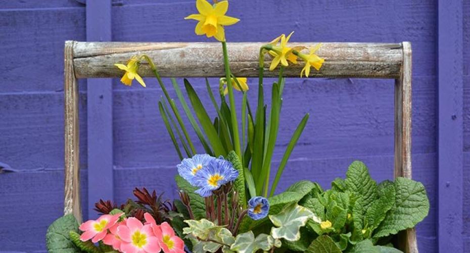 How To Plant Up A Spring Container