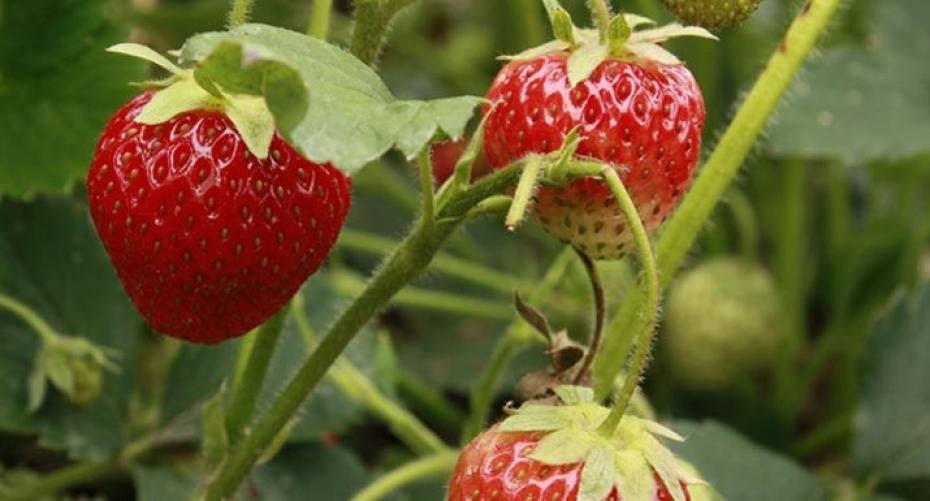 How do I plant up a strawberry hanging basket?