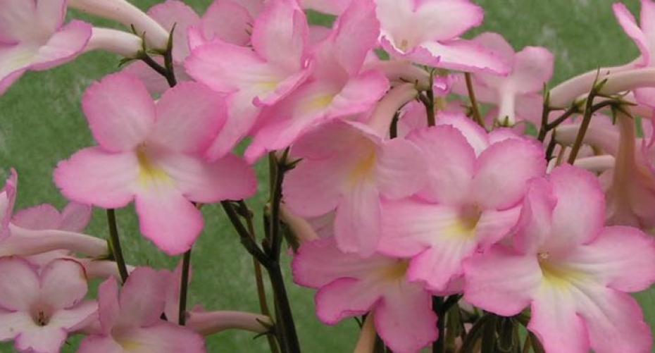 How To Keep Streptocarpus Flowering All Summer