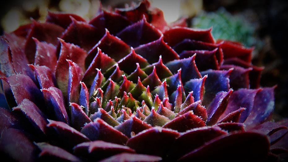 How To Plant Up Succulent & Exotic Plants
