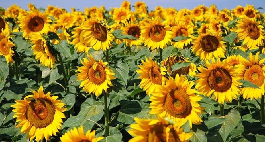 How To Sow Sunflower Seeds