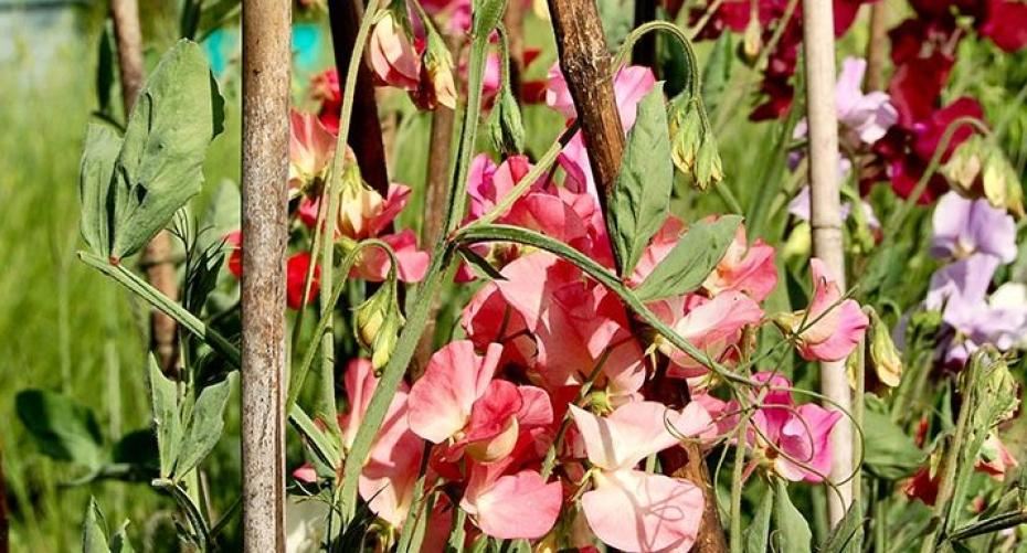 How To Sow Sweet Peas In Spring