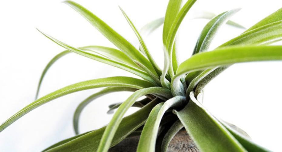 How To Look After Your Air Plant (Tillandsia)