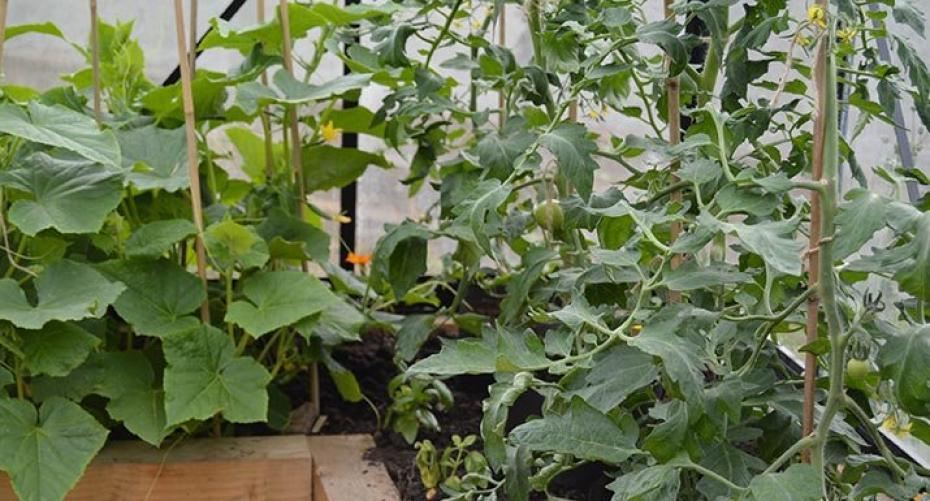 How To Support Your Cordon Tomatoes In The Greenhouse
