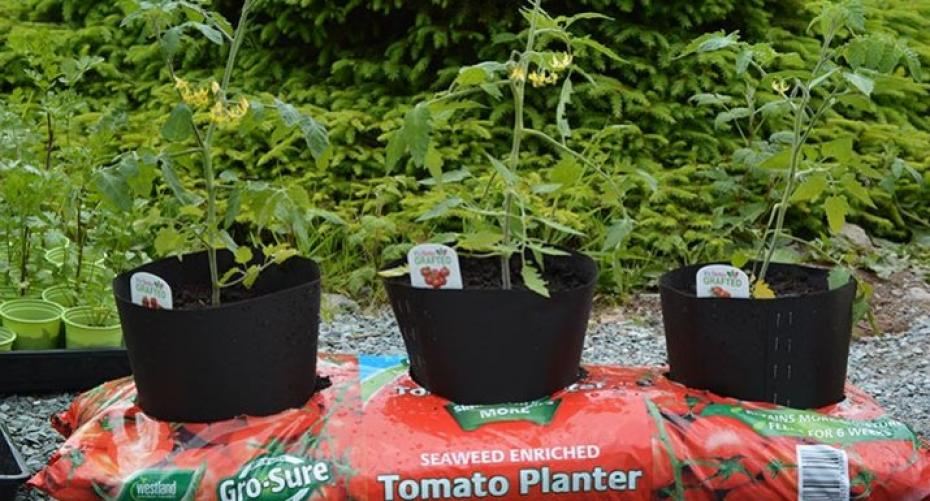 How To Support Tomatoes Planted In A Growbag