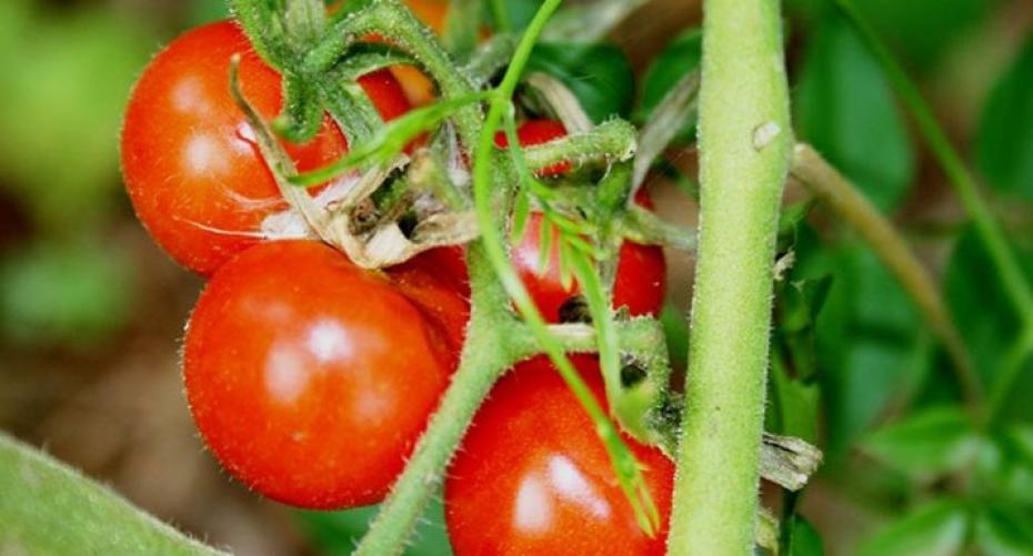 How To Diagnose What's Wrong With Your Tomatoes