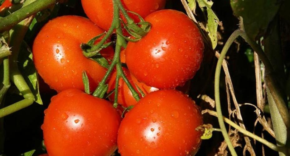 How To Plant Grafted Tomatoes Into A Growbag