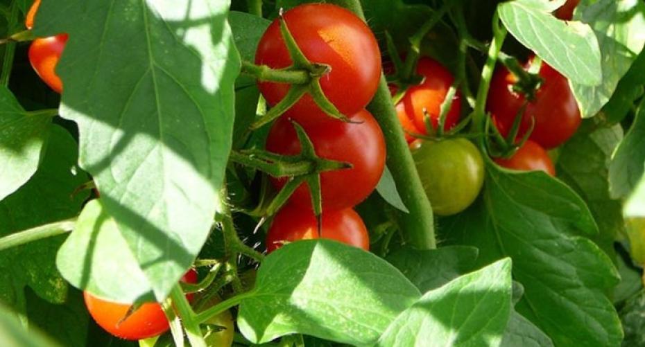 How To Sow Tomato Seeds