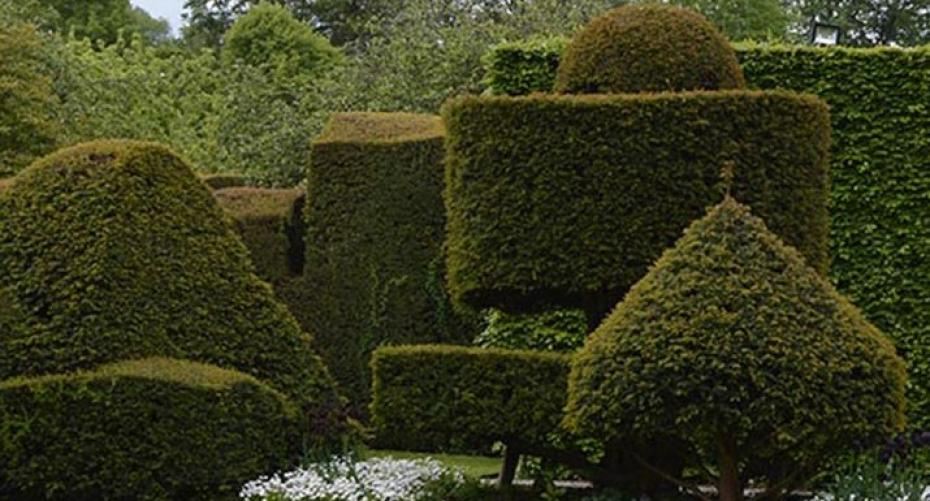 How To Clip Your Topiary Bush To Shape